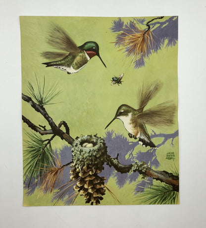 1930’s Jacob Bates Abbott Humming Bird’s Nest Print /b