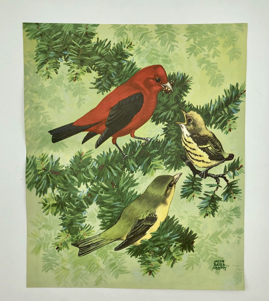 1930’s Jacob Bates Abbott Tanager Bird Print /b