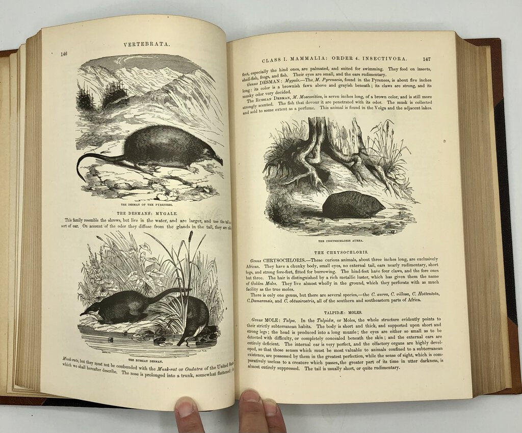 1879 The Animal Kingdom Illustrated/ Johnson’s Natural History Vol 1 Book /b