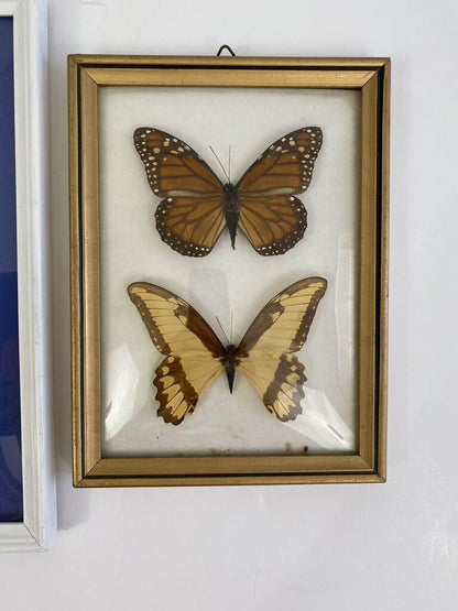 Set of 3 Vintage Framed Butterfly Specimens Convex Glass Brazil /ro