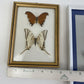 Set of 3 Vintage Framed Butterfly Specimens Convex Glass Brazil /ro